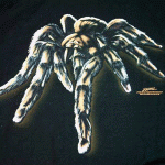 tarantula_x150