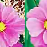 JPG-EnhanceSample-Web