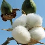 cotton